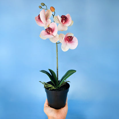 Dekorative Kunstorchidee auf Hand gehalten mit blauem Hintergrund