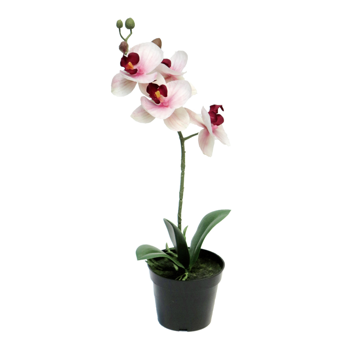 Orchidee im Topf freigestellt auf weißem Hintergrund